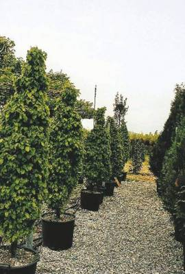 Plante Naturale - Carpinus Betulus Monumentalis