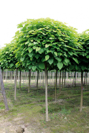 Plante naturale de exterior - Catalpa Bungei