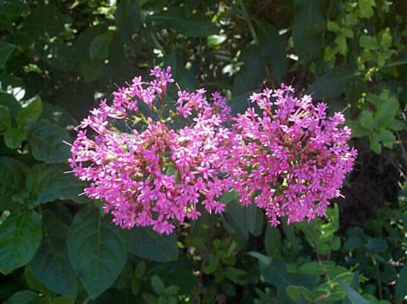 Plante naturale de exterior - Ceanothus Thyrsifolus Repens