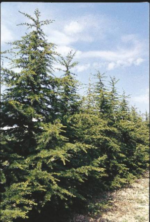 Plante Naturale - Cedrus Atlantica