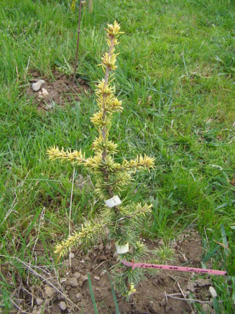 Plante Naturale - Cedrus Atlantica Aurea