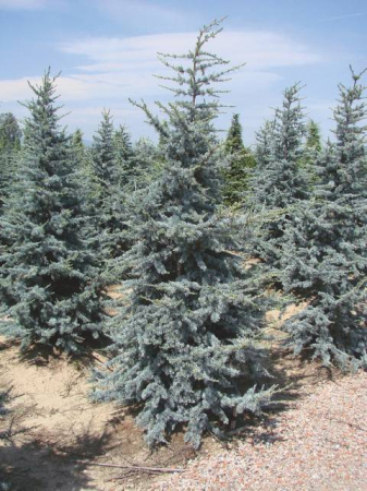 Plante Naturale - Cedrus Atlantica Glauca