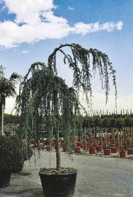 Plante Naturale - Cedrus Atlantica Glauca Pendula