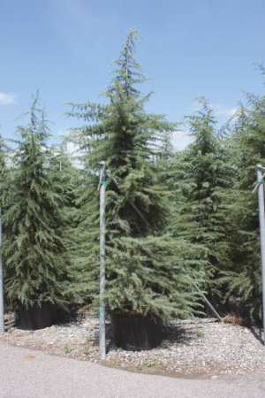 Plante Naturale - Cedrus Deodara