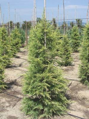 Plante Naturale - Cedrus Deodara Aurea