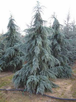 Arbori si arbusti naturali - Cedrus Deodara Feeling Blue