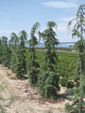 Plante Naturale - Cedrus Deodara Pendula