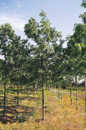 Plante Naturale - Celtis Australis