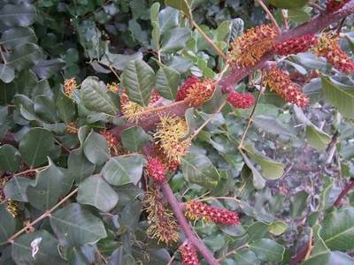 Arbori si arbusti naturali - Ceratonia Siliqua - Roscov