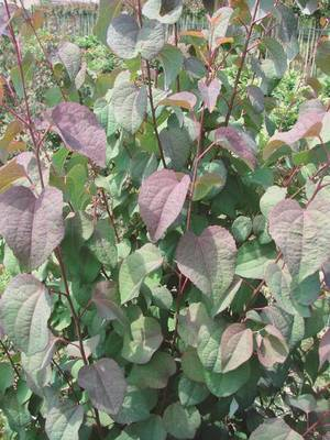 Arbori si arbusti naturali - Cercidiphyllum Japonicum