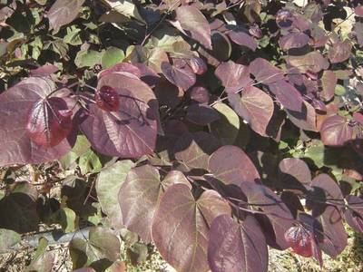 Plante naturale de exterior - Cercis Canadensis Forest Pansy