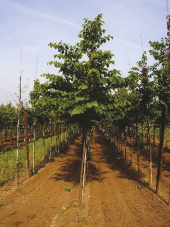 Plante Naturale - Cercis Siliquastrum