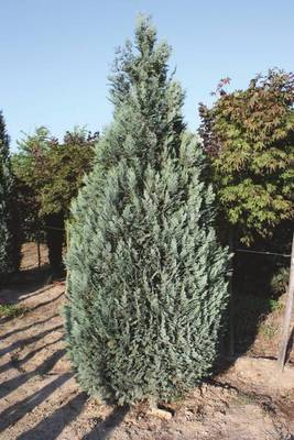 Plante Naturale - Chamaecyparis Law.Column.Glauca