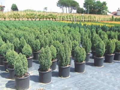 Plante Naturale - Chamaecyparis Law. Ellwoodii