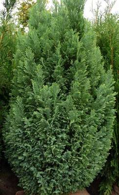 Plante Naturale - Chamaecyparis Law. Elwoodii Gold