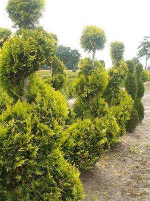 Plante Naturale - Chamaecyparis Law.Stardust