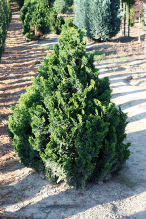 Plante Naturale - Chamaecyparis Obt. Nana Gracilis