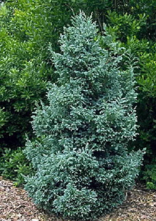 Plante Naturale - Chamaecyparis Pisifera Boulevard