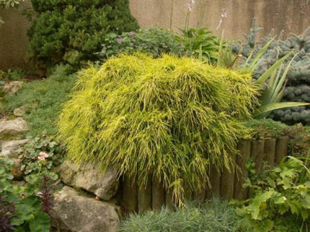 Plante Naturale - Chamaecyparis Pisifera Sungold