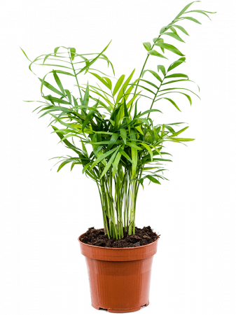 Chamaedorea elegans 10 buc/set 45 cm [1]