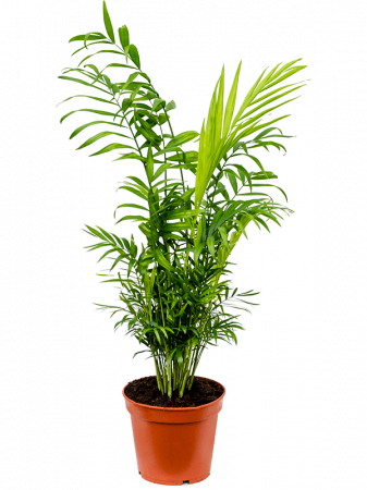 Chamaedorea elegans 6 buc/set 55 cm [1]