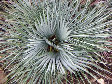 Plante Naturale - Chamaerops Cerifera