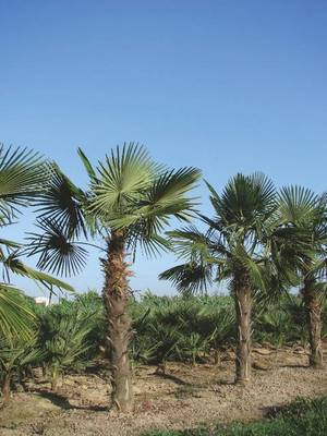 Arbori si arbusti naturali - Chamaerops Excelsa
