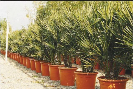 Plante Naturale - Chamaerops Humilis