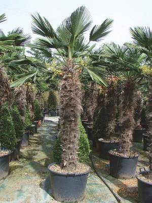 Plante Naturale - Chamaerops Wagnerianum