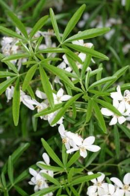 Arbori si arbusti naturali - Choisya Aztech Pearl