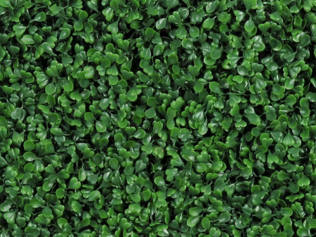 Buxus - rezistență la foc clasa C [1]