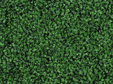 Buxus - rezistență la foc clasa C [2]