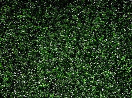 Buxus verde închis [2]