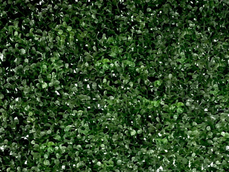 Buxus verde închis [1]