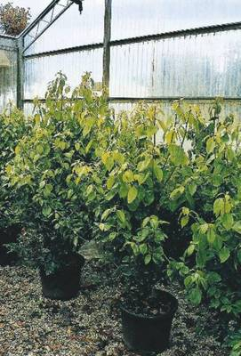 Plante naturale de exterior - Cinnamomum Camphora - Arborele De Camfor Parfumat