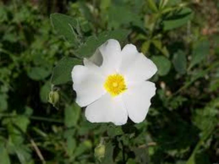 Plante naturale de exterior - Cistus Salviifolius