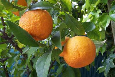 Arbori si arbusti naturali - Citrus Aurantium -Arancio Amaro-