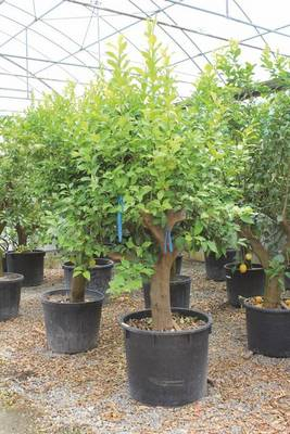 Plante Naturale - Citrus Limon