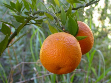 Plante Naturale - Citrus Myrtifolia -Chinotto-