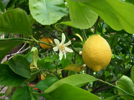 Plante Naturale - Citrus Paradisi -Pompelmo-
