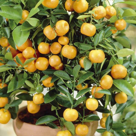 Plante naturale de exterior - Citrus Mitis -Calamandino-