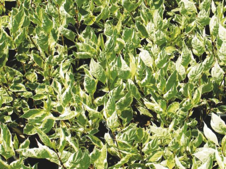 Plante naturale de exterior - Cornus Alba Elegantissima