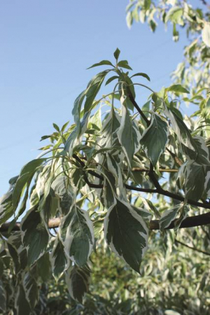 Plante naturale de exterior - Cornus Controversa Variegata