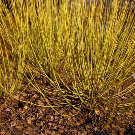 Plante naturale de exterior - Cornus Flaviramea