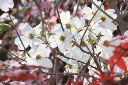 Plante naturale de exterior - Cornus Florida