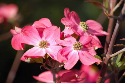 Plante Naturale - Cornus Florida Cherokee Chief
