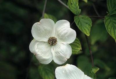Plante Naturale - Cornus Florida Rainbow