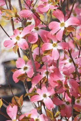 Arbori si arbusti naturali - Cornus Florida Rubra