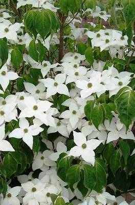 Plante Naturale - Cornus Kousa Milky Way