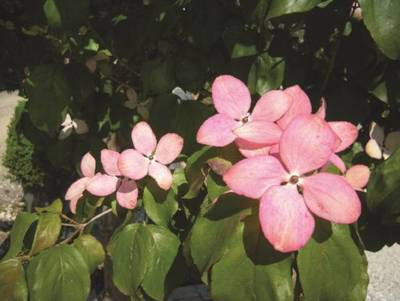 Plante Naturale - Cornus Kousa Satomi